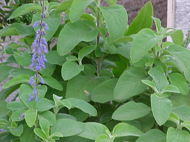 Boldo-de-jardim